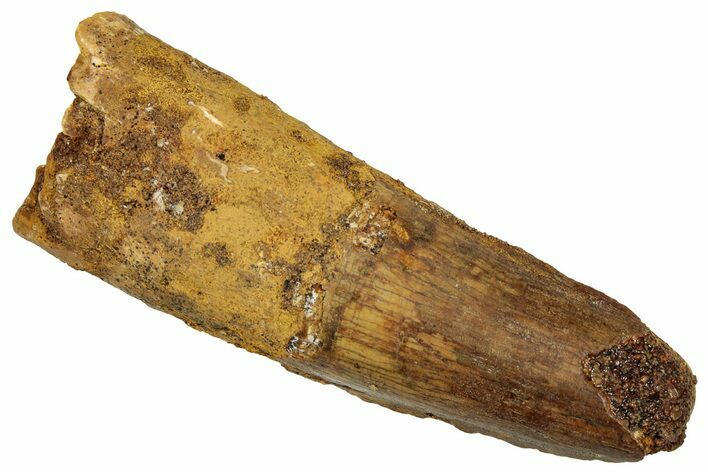 Fossil Spinosaurus Tooth - Real Dinosaur Tooth #329671